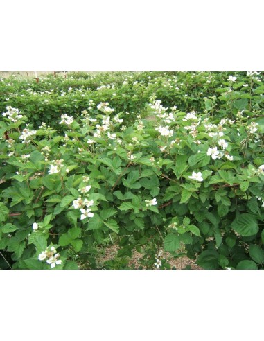 1 Common Black berry bush (Rubus ulmifolius) Common zarza or zaraza fruit plant Greens shop co. Exotic fruits of the world.