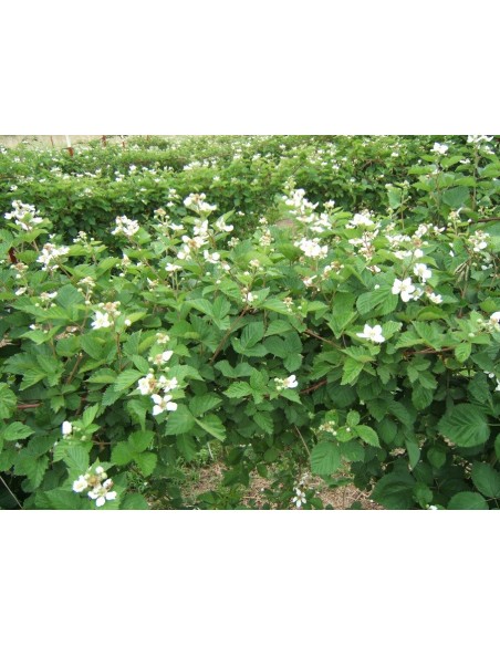 1 Common Black berry bush (Rubus ulmifolius) Common zarza or zaraza fruit plant Greens shop co. Exotic fruits of the world.