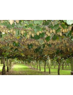 1 Planta de Kiwi (Actinidia deliciosa) Kiwi Fruta deliciosa - Enredadera , Kiwi venta en Mexico. THE GREENSS SHOP CO. 2