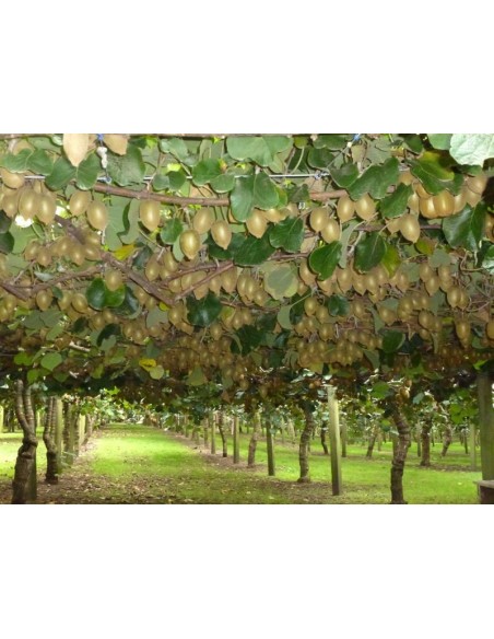 1 Planta de Kiwi (Actinidia deliciosa) Kiwi Fruta deliciosa - Enredadera , Kiwi venta en Mexico. THE GREENSS SHOP CO.