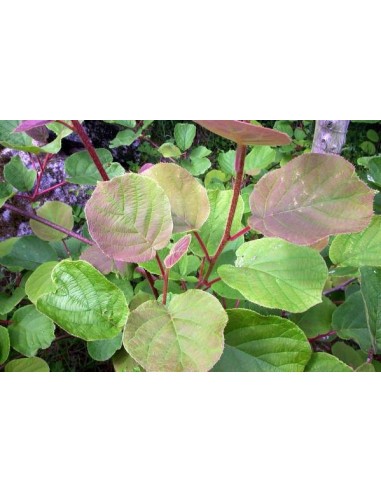 1 Kiwi plant (Actinidia chinensis) Kiwi live plants- Hardy for sale