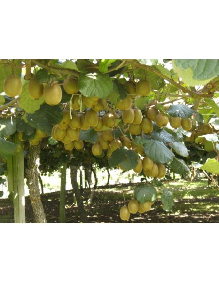 1 Kiwi plant (Actinidia chinensis) Kiwi live plants- Hardy for sale 1 Kiwi plant (Actinidia chinensis) Kiwi live plants- Hardy for sale