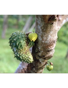 20 Guanabana - Sour sop fruit - Seeds for sale From Mexico. Anti cancerigen tree 2