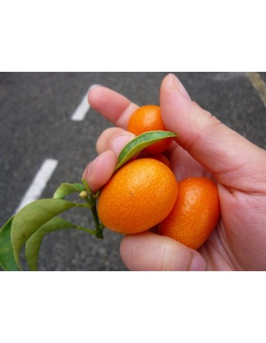 1 Kumquat nagami - Citrus margarita - fotunella margarita citrus tree for sale GRAFTED order here