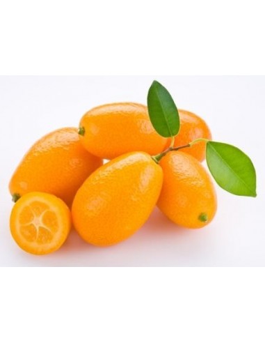 1 Kumquat nagami - Citrus margarita - fotunella margarita citrus tree for sale GRAFTED order here