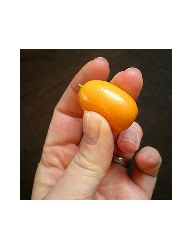 1 Arbolito de Kumquat Japones(Citrus margarita) Kumkuat nagami - Venta en mexico de arboles japoneses