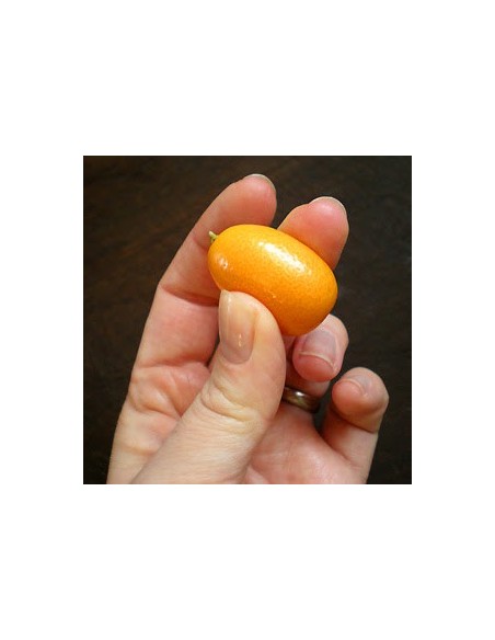 1 Kumquat nagami - Citrus margarita - fotunella margarita citrus tree for sale GRAFTED order here