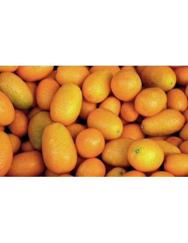 1 Arbolito de Kumquat Japones(Citrus margarita) Kumkuat nagami - Venta en mexico de arboles japoneses