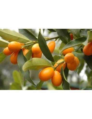 1 Kumquat nagami - Citrus margarita - fotunella margarita citrus tree for sale GRAFTED order here
