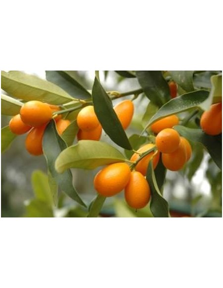 1 Arbolito de Kumquat Japones(Citrus margarita) Kumkuat nagami - Venta en mexico de arboles japoneses