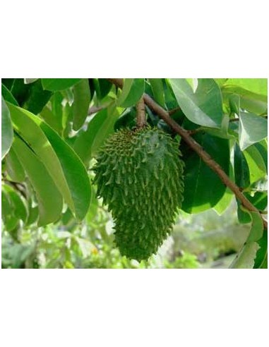 20 Guanabana - Sour sop fruit - Seeds for sale From Mexico. Anti cancerigen tree