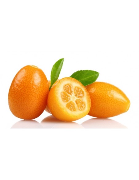 1 Kumquat nagami - Citrus margarita - fotunella margarita citrus tree for sale GRAFTED order here