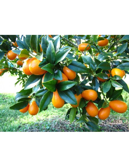 1 Arbolito de Kumquat Japones(Citrus margarita) Kumkuat nagami - Venta en mexico de arboles japoneses