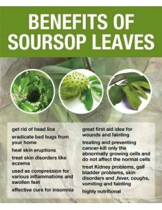 50 Hojas Secas De Graviola - Hojas de Arbol de la Guanabana Anti Cancer Medicinal The greens shop 2