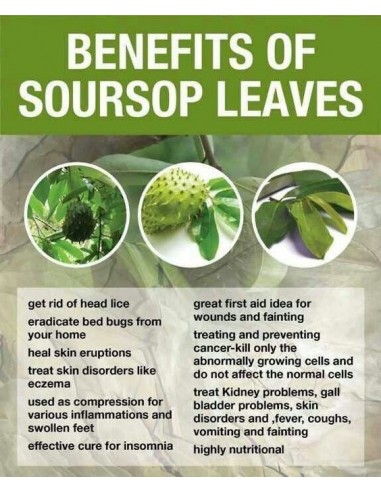 50 Hojas Secas De Graviola - Hojas de Arbol de la Guanabana Anti Cancer Medicinal The greens shop