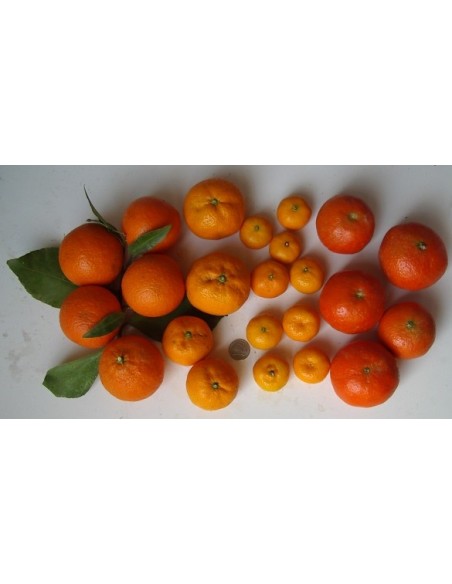 1 Arbolito de Mandarina Var. Fremont / Mandarinas medianass y dulces, Vivero de citricos en Mexico