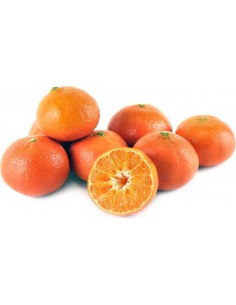 1 Arbolito de Mandarina Var. Fremont / Mandarinas medianass y dulces, Vivero de citricos en Mexico