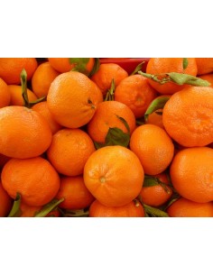 1 Arbolito de Mandarina ''Monica'' Injerto - Viveros de citricos en Mexico TGSC