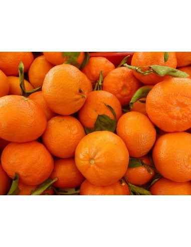 1 ''Monica'' Tangerine Grafted live tree - Order here fruits