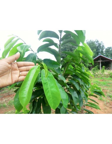 50 Hojas Secas De Graviola - Hojas de Arbol de la Guanabana Anti Cancer Medicinal The greens shop