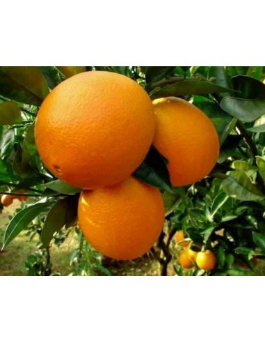 Washington navel Orange - Navel selection from Mexico (Citrus sinensis) grafted live tree