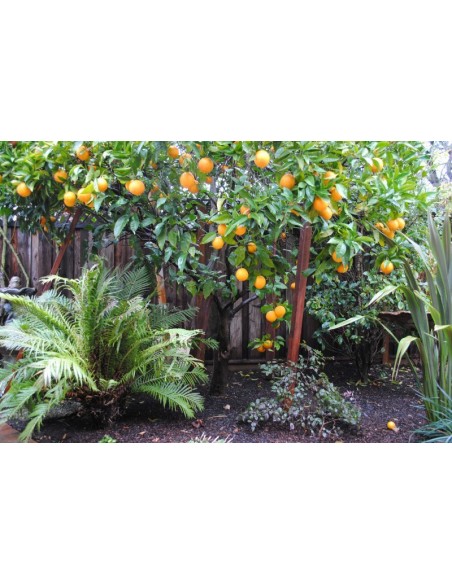 Washington navel Orange - Navel selection from Mexico (Citrus sinensis) grafted live tree Washington navel Orange - Navel selection from Mexico (Citrus sinensis) grafted live tree