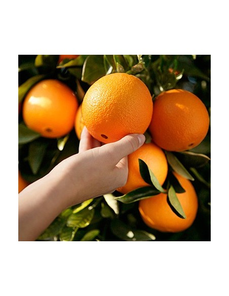 Washington navel Orange - Navel selection from Mexico (Citrus sinensis) grafted live tree Washington navel Orange - Navel selection from Mexico (Citrus sinensis) grafted live tree