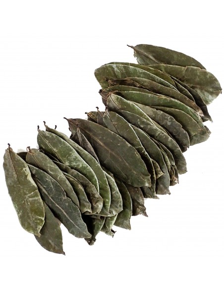 50 Hojas Secas De Graviola - Hojas de Arbol de la Guanabana Anti Cancer Medicinal The greens shop 50 Hojas Secas De Graviola - Hojas de Arbol de la Guanabana Anti Cancer Medicinal The greens shop