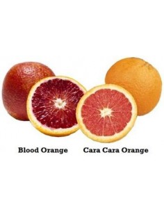 1 Cara-cara red Navel orange Grafted tree -  Citrus sinensis - Tangeo for sale 2