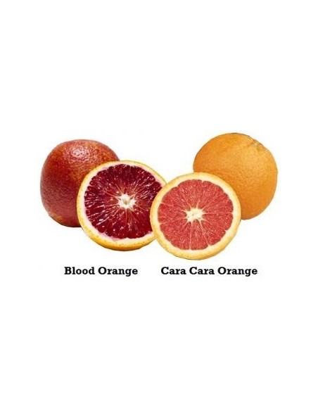 1 Cara-cara red Navel orange Grafted tree -  Citrus sinensis - Tangeo for sale