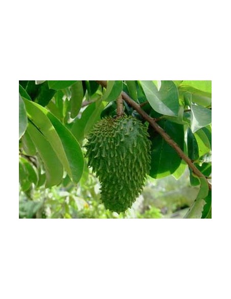 50 Hojas Secas De Graviola - Hojas de Arbol de la Guanabana Anti Cancer Medicinal The greens shop 50 Hojas Secas De Graviola - Hojas de Arbol de la Guanabana Anti Cancer Medicinal The greens shop