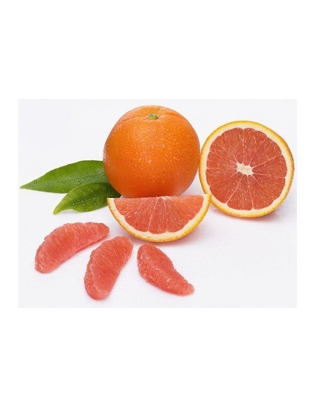 1 Cara-cara red Navel orange Grafted tree -  Citrus sinensis - Tangeo for sale