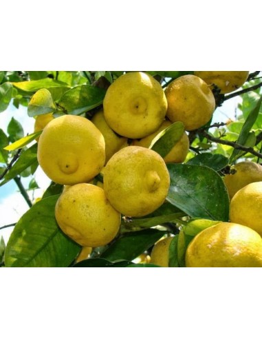 1 Arbol de Lima dulce o lima de chichi (Citrus limetta) Planta o arbol de Lima, Venta en Mexico - MercadoLibre plantas