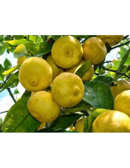 1 Live tree mousambi, musambi, sweet lime, sweet lemon