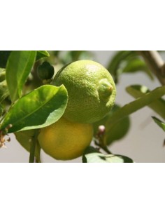 1 Live tree mousambi, musambi, sweet lime, sweet lemon 2