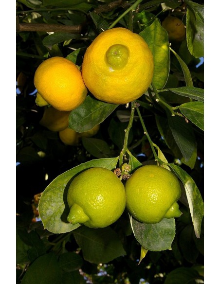 1 Arbol de Lima dulce o lima de chichi (Citrus limetta) Planta o arbol de Lima, Venta en Mexico - MercadoLibre plantas