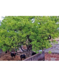 1 Arbolito de Neem  - Azadirachta indica - Margosa Arbol fumigante Natural de origen hindi 2