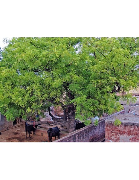1  Neem tree Plant (Azadirachta indica) Neem tree for sale REAL From mexico Nursery