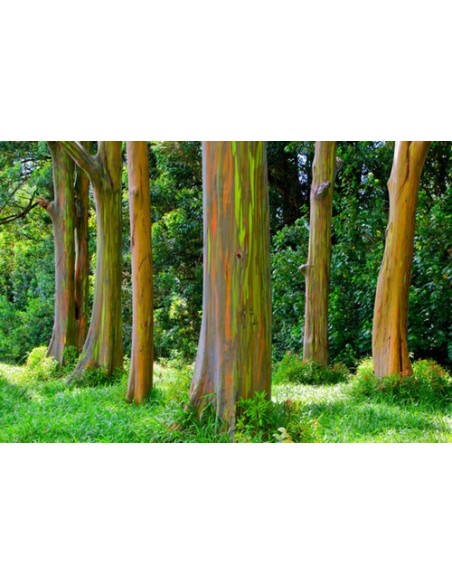 1 Eucalipto Arcoiris (Eucaliptus deglupta) Arbolitos listos para plantar - Venta en Mexico