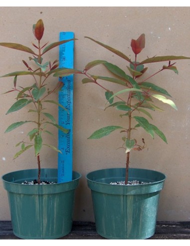 1 Rainbow eucalypt tree (Eucaliptus deglupta) Live tree for sale