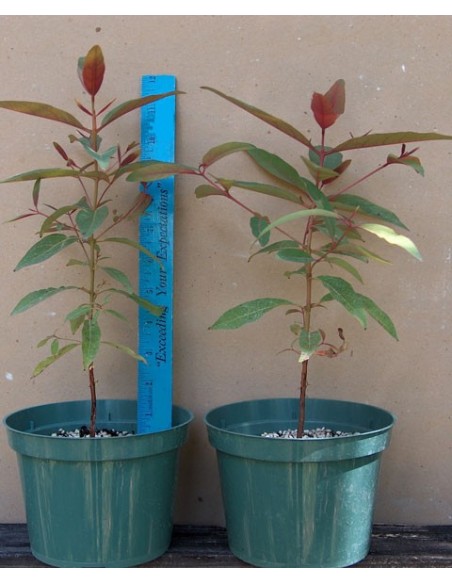 1 Eucalipto Arcoiris (Eucaliptus deglupta) Arbolitos listos para plantar - Venta en Mexico