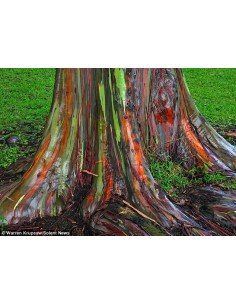 1 Rainbow eucalypt tree (Eucaliptus deglupta) Live tree for sale