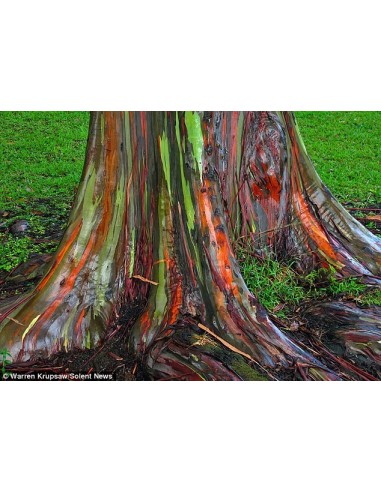 1 Eucalipto Arcoiris (Eucaliptus deglupta) Arbolitos listos para plantar - Venta en Mexico