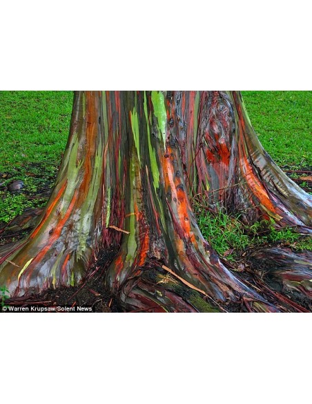 1 Rainbow eucalypt tree (Eucaliptus deglupta) Live tree for sale 1 Rainbow eucalypt tree (Eucaliptus deglupta) Live tree for sale