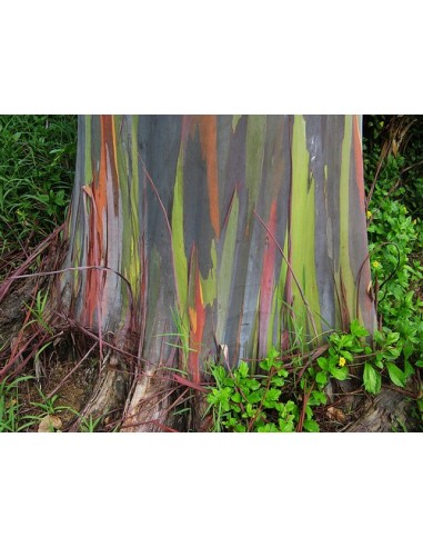 1 Rainbow eucalypt tree (Eucaliptus deglupta) Live tree for sale