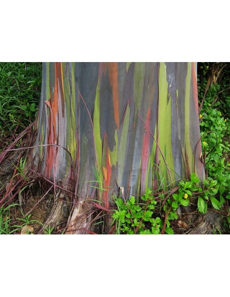 1 Eucalipto Arcoiris (Eucaliptus deglupta) Arbolitos listos para plantar - Venta en Mexico