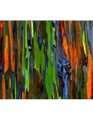 1 Eucalipto Arcoiris (Eucaliptus deglupta) Arbolitos listos para plantar - Venta en Mexico