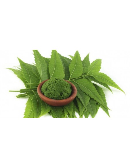 1 Arbolito de Neem  - Azadirachta indica - Margosa Arbol fumigante Natural de origen hindi