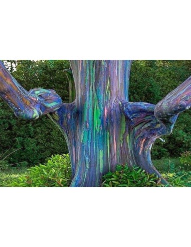 1 Eucalipto Arcoiris (Eucaliptus deglupta) Arbolitos listos para plantar - Venta en Mexico