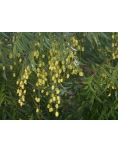 1 Arbolito de Neem  - Azadirachta indica - Margosa Arbol fumigante Natural de origen hindi